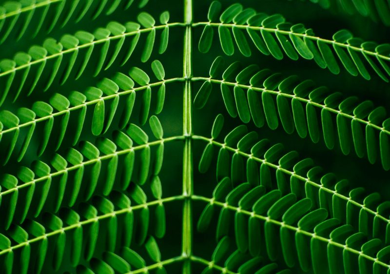 Leaf_Pattern photo by pandu ior on unsplash